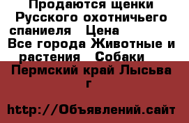 Продаются щенки Русского охотничьего спаниеля › Цена ­ 25 000 - Все города Животные и растения » Собаки   . Пермский край,Лысьва г.